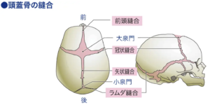 めまい　頭蓋骨との関係