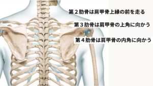 ひどい肩こりの原因と解決法,第２・第３・第４肋骨を見つける目安とポイント