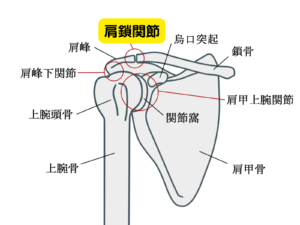 整体師のための肩鎖関節の操作法