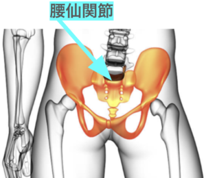 腰痛の施術で重要な腰仙関節