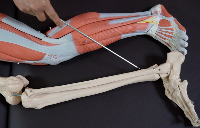 リアル講座 - 日本パーフェクト整体普及協会