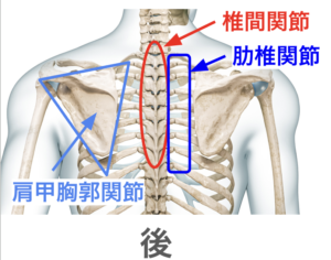 五十肩の原因　肩甲胸郭関節