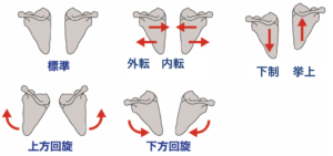 肩甲骨の動き