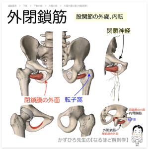 外側広筋