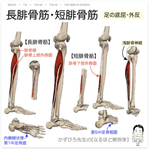 足底筋膜炎　長腓骨筋