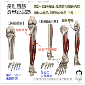 足底筋膜炎　長母趾屈筋・長趾屈筋