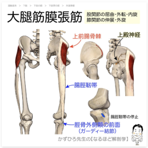 大腿筋膜張筋