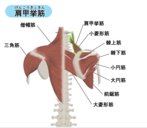 肩甲挙筋