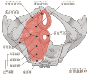 骨盤底筋 尾骨