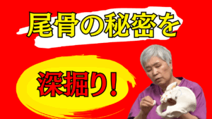 整体 尾骨