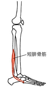 短腓骨筋