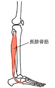 長腓骨筋