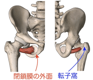 整体 外閉鎖筋
