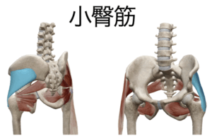 整体 小臀筋