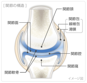 関節包