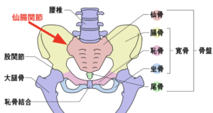 仙腸関節 整体