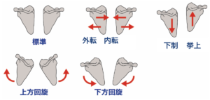 肩甲骨 動き